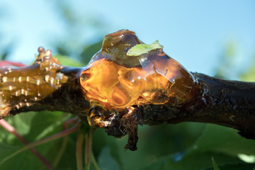 tree natural amber resin detail close up