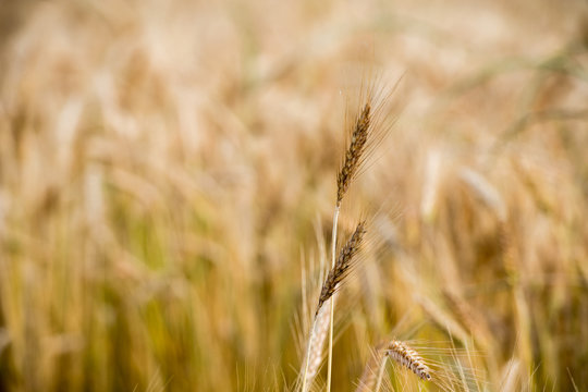 Mature Grain wheat field spike ear head © Andrea Izzotti