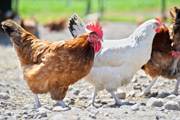 Chickens on traditional free range poultry farm