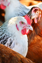 Chickens on traditional free range poultry farm