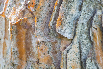 Pine bark texture macro shot for background