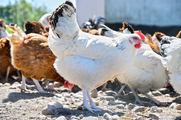 Chickens on traditional free range poultry farm
