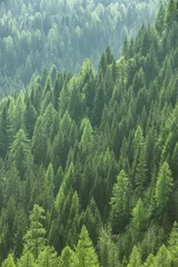 Foto auf Acrylglas Antireflex Gesunde grüne Bäume in einem Wald aus alten Fichten, Tannen und Kiefern © zlikovec