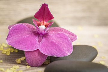 Naklejka premium Flower orchids