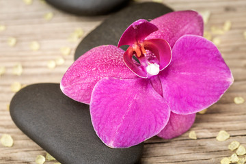 Flower orchids