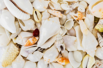 sea shells
