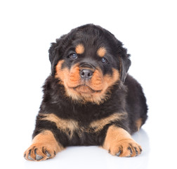 Little rottweiler puppy lying in front view. Isolated on white b