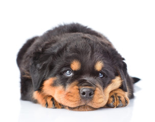 Sad rottweiler puppy lying in front view. Isolated on white 