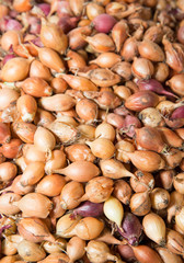 Background of the onion seeds