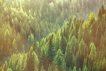 Gesunde grüne Bäume in einem Wald aus alten Fichten, Tannen und Kiefern