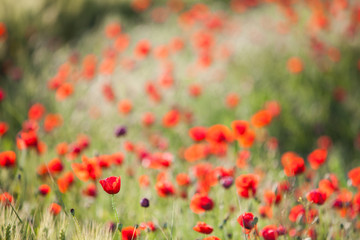 Poppy flower field