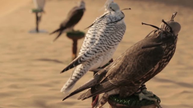 Falcons in desert, Dubai