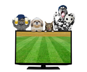 Dogs and cats with ball and beer fan football championship