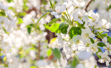 Blossom apple tree. White spring flowers closeup