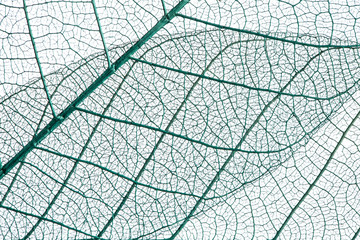 Skeleton of leaf.