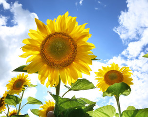 Sunflowers in the field on the sunny day.