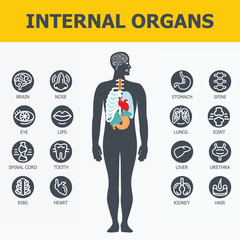 Internal organs set. Medical infographic icons, human organs, body anatomy. Vector icons of internal human organs Flat design. Internal organs icons. Internal organs icons art.