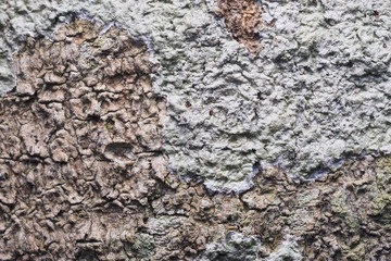 Wood Background  Texture and Abstract ฝOLYMPUS DIGITAL CAMERA