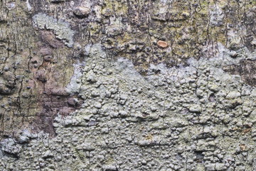 Wood Background  Texture and Abstract ฝOLYMPUS DIGITAL CAMERA