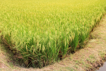 Green rice in the fields rice background