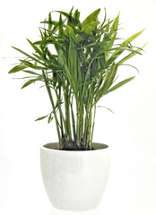 gruene Palme als Zimmerpflanze