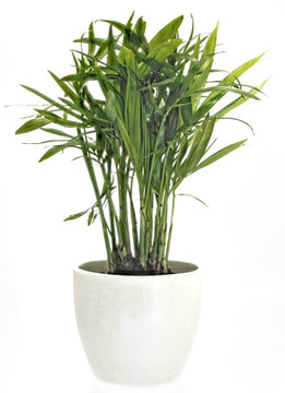gruene Palme als Zimmerpflanze
