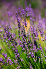 Lavender Flowers in Provence, France. Summer season