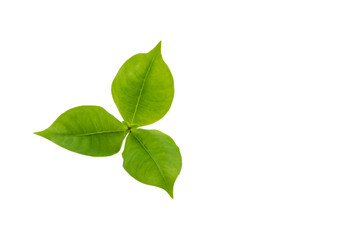 Green leaves isolated on white background. Clipping path