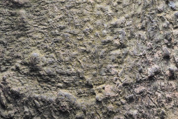 Wood Background  Texture and Abstract /OLYMPUS DIGITAL CAMERA