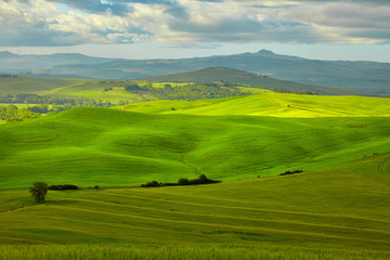 Fototapeta na wymiar View of green fields at sunset in Tuscany