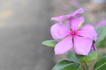 The Pinkish Flower