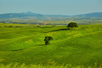 View of green fields at sunset in Tuscany