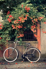 Bicycle with flowers in the background. A vintage bike leans against the wall.