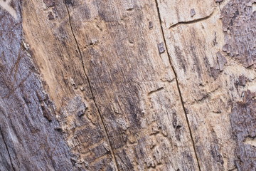 Wood Background  Texture and Abstract /OLYMPUS DIGITAL CAMERA