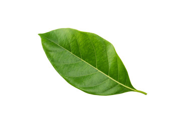 Fototapeta na wymiar Green leaves isolated on white background. Clipping path