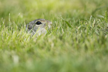 European Ground Squirrel in the grass