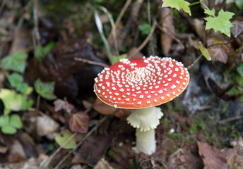 mushroom
