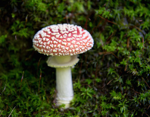 mushroom