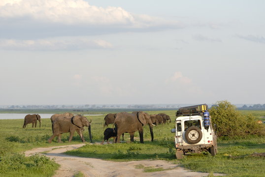 Group of elephants and landrover, Chobe National Park, Botswana