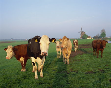 Cows on a polder in the early morning, with a windmill in the background, in Holland