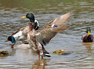 Obraz premium Stockente