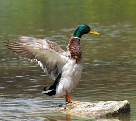 Stockente