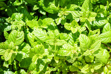 Mint leaves from above