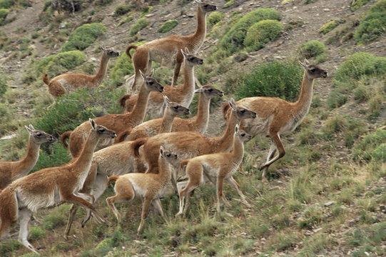A herd of guanacos (Lama guanicoe), Torres del Paine National Park, Patagonia, Chile