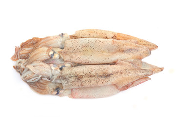 Squid isolated on a white background