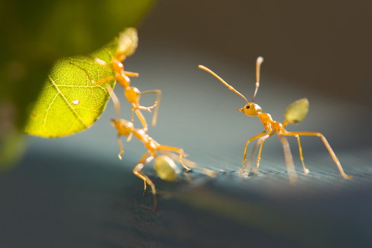 Ants, (Formicidea), Magnetic Island, Queensland