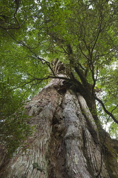 Kigensugi Giant Sugi Cedar tree, estimated to be 3000 years old, Yaku-shima (Yaku Island), Kyushu, Japan