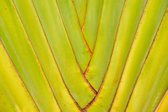 Feuille Ravinal Ravinala Images – Parcourir 1,922 le catalogue de photos, vecteurs et ...