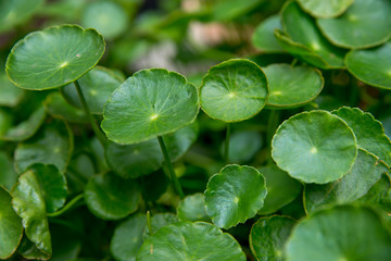 Miniature lily pads in water