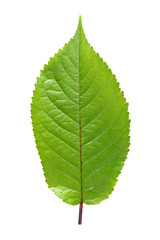 Sweet cherry leaf isolated on white background